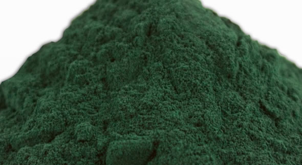 Spirulina.jpg